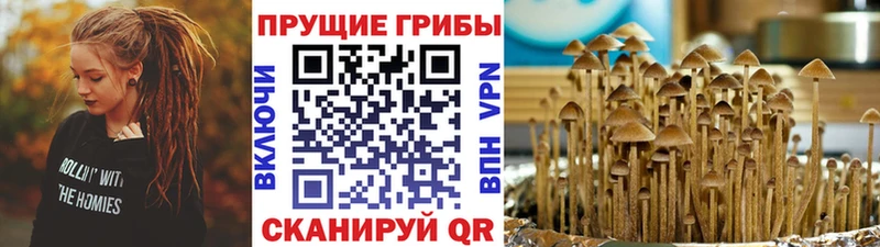 сайты даркнета официальный сайт Большой Камень Галлюциногенные грибы мицелий